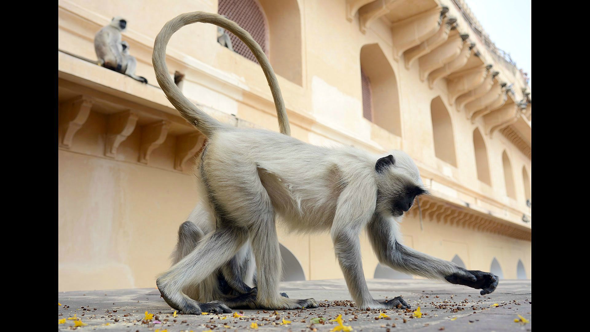 Amber Fort